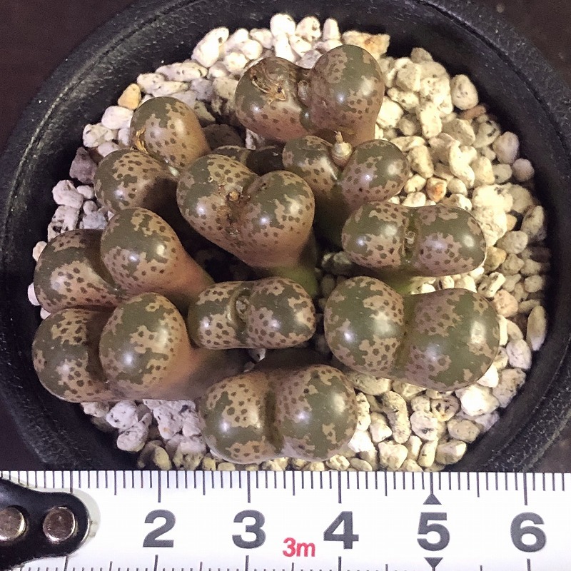 ペルシダム(レリーフォンテイン) pellucidum CR1291 3km NW.Leliefontein　　 コノフィツム 　Conophytum 　多肉植物_画像9