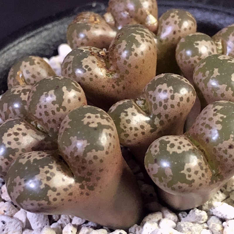 ペルシダム(レリーフォンテイン) pellucidum CR1291 3km NW.Leliefontein　　 コノフィツム 　Conophytum 　多肉植物_画像5