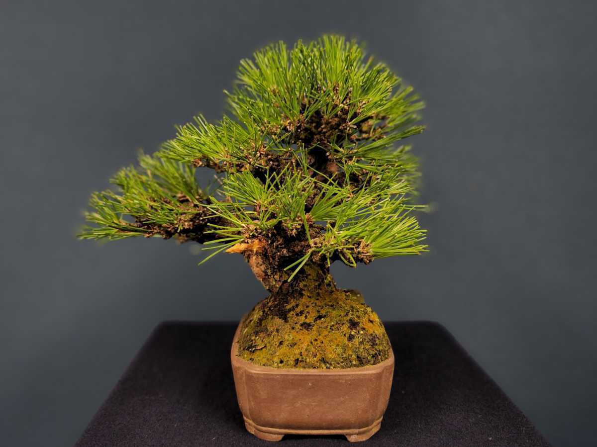 【明樹園】小品 黒松 樹高21.5cm 鉢/和長方 銭呉廩製(小品盆栽)送料定額 5