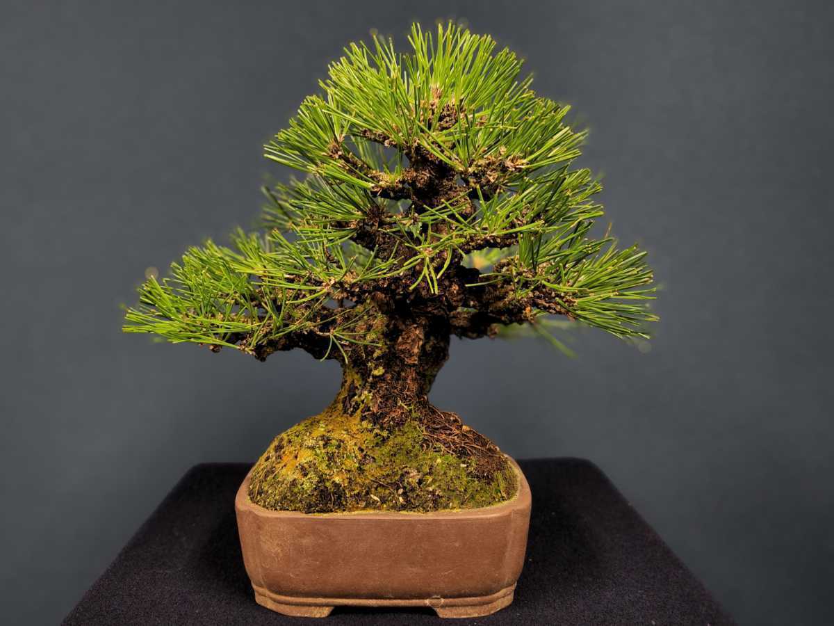 【明樹園】小品 黒松 樹高21.5cm 鉢/和長方 銭呉廩製(小品盆栽)送料定額 2