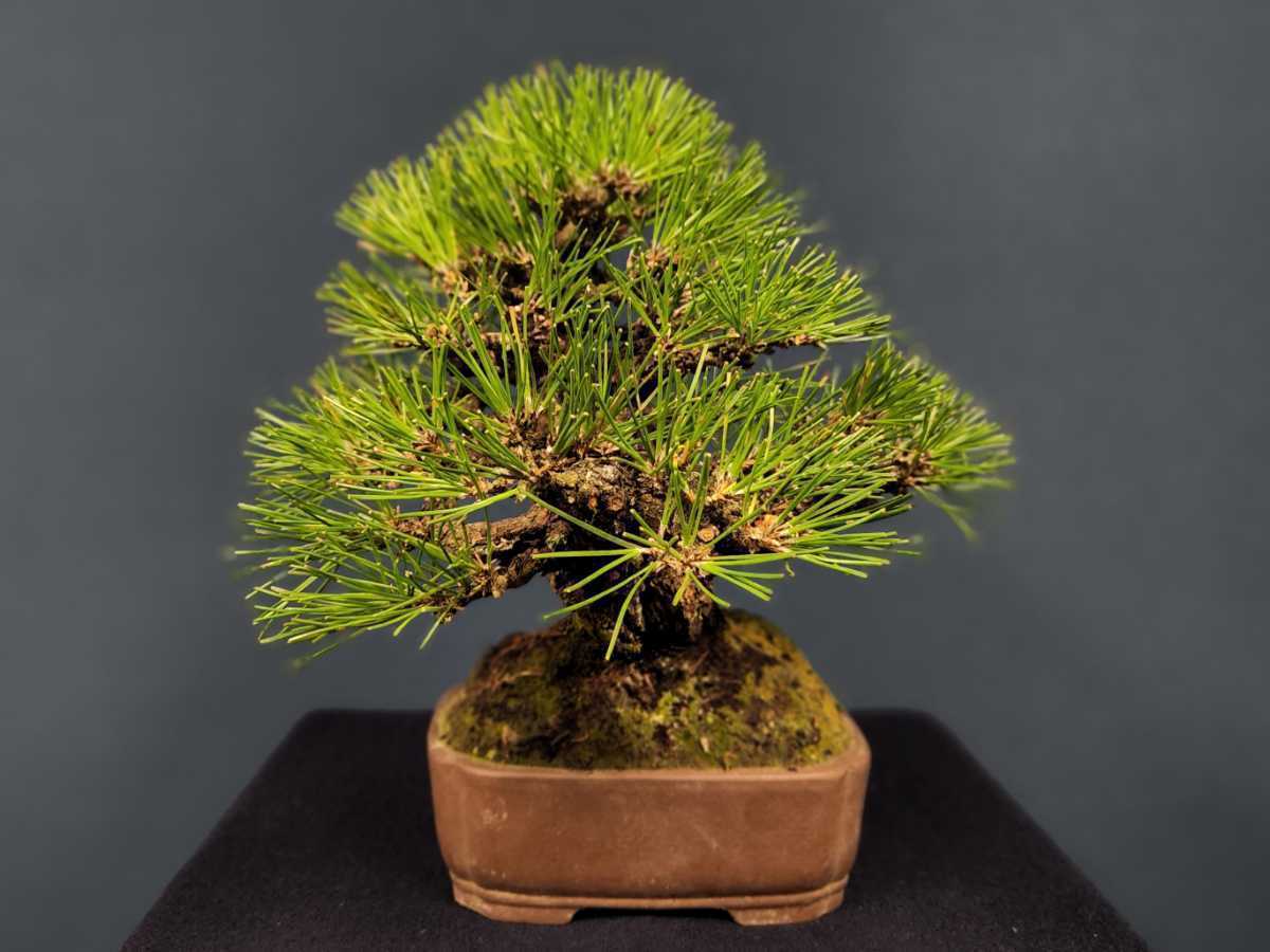 【明樹園】小品 黒松 樹高21.5cm 鉢/和長方 銭呉廩製(小品盆栽)送料定額 6