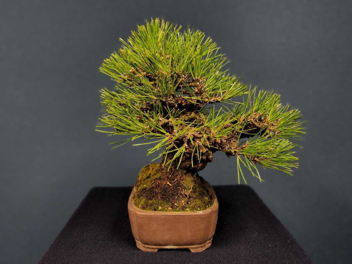 【明樹園】小品 黒松 樹高21.5cm 鉢/和長方 銭呉廩製(小品盆栽)送料定額 4