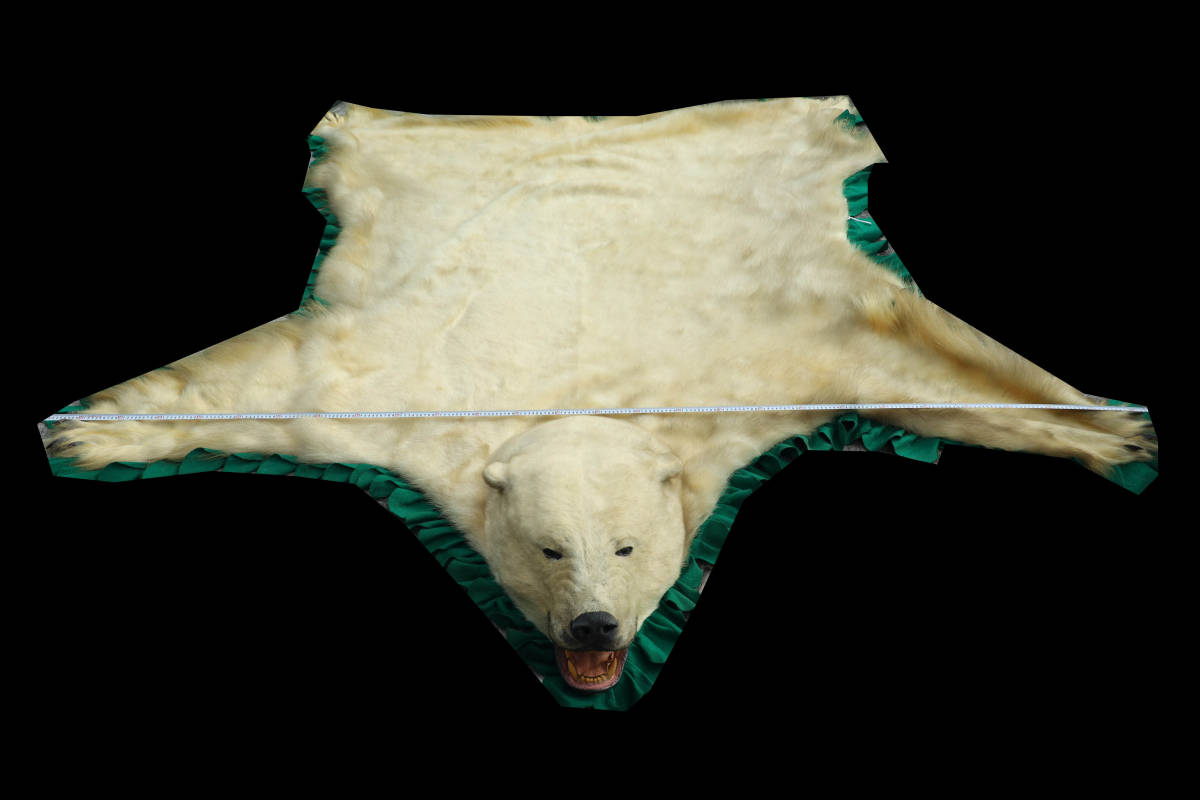 （C1206）博物館級 超特大 日本最大級？ 全長約3メートル 状態良好 白熊 シロクマ 北極熊 ホッキョクグマ カーペット 敷物 剥製 委託品_画像7