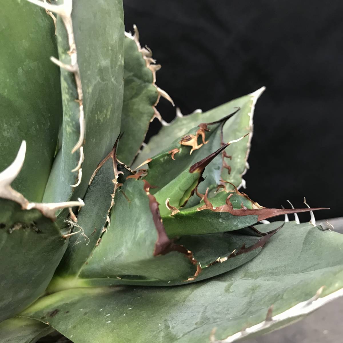ヤフオク! - No.659【 AGAVE TITANOTA 】丸葉 特選...
