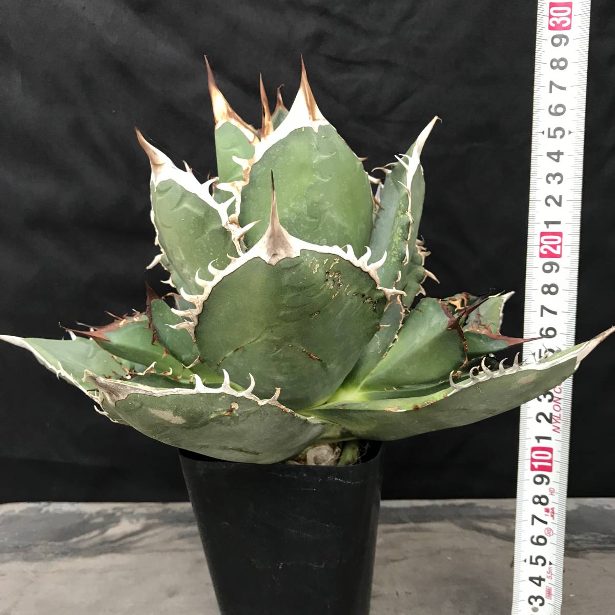 ヤフオク! - No.659【 AGAVE TITANOTA 】丸葉 特選...