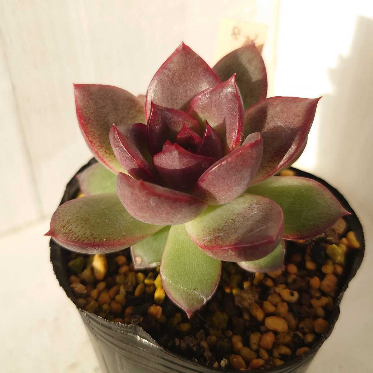Yahoo!オークション - 黒薔薇 抜き苗 韓国苗 多肉植物 8-2 Yahoo!オークション - 黒薔薇 抜き苗 韓国苗 多肉植物 8-2