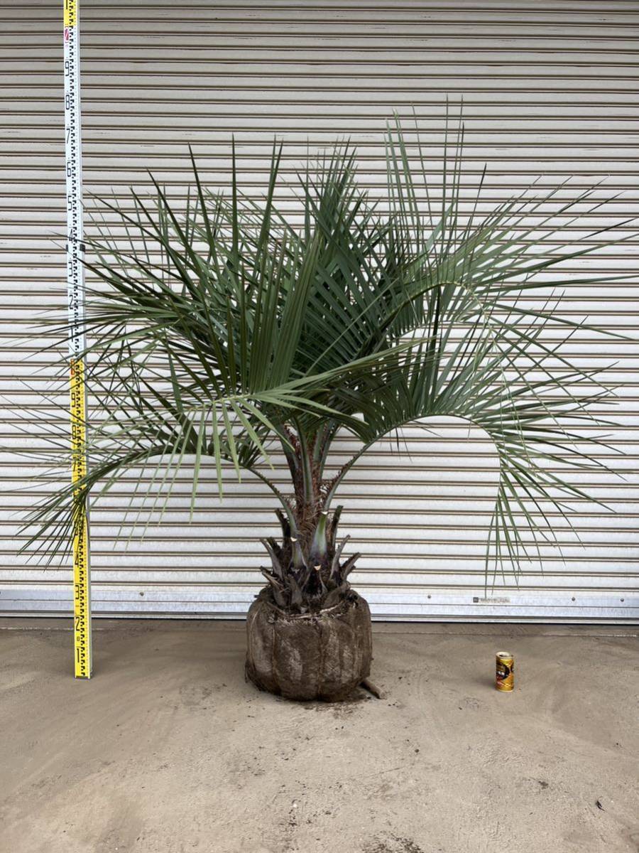 sho様専用 送料込み ココスヤシ シルバーリーフ ヤシの木 鉢植え等に