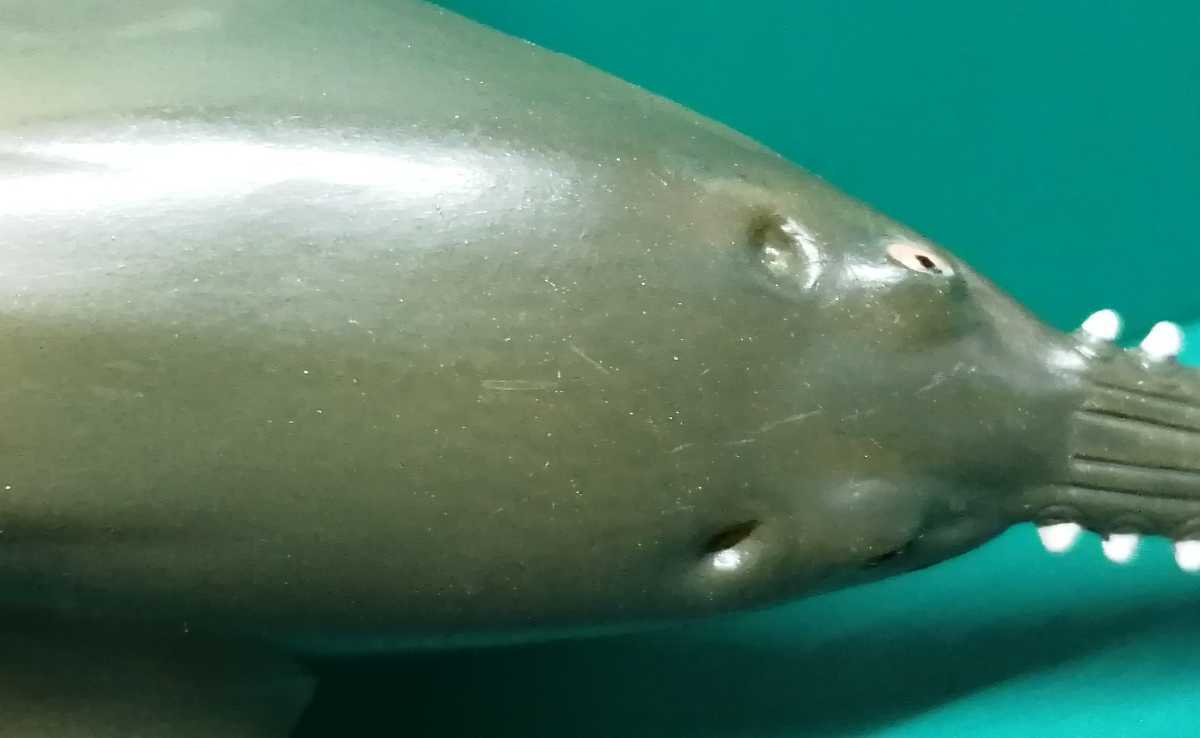 ノコギリエイ　SAWFISH コレクタ　COLLECTA　フィギュア_画像7