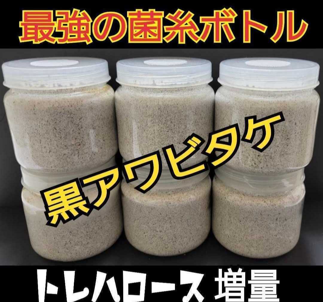 ニジイロクワガタに抜群！　極上！黒アワビタケ菌糸瓶　特殊アミノ酸強化配合！オオクワガタやヒラタ、ノコギリの初令、2令にもお薦めです_画像2