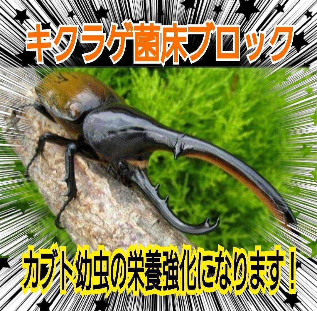 カブトムシ幼虫の栄養強化に！キクラゲ菌床ブロック☆マットに埋め込むだけでモリモリ食べます！クワガタの産卵床材の代わりにも使えます_画像8