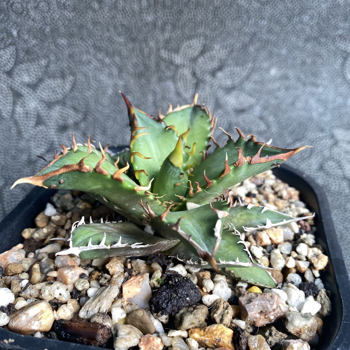 多肉植物 アガベ チタノタ レッドキャットウィーゴリ猫 ´ 極上子株 50