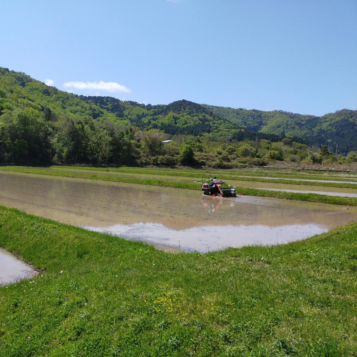 最新人気 コシヒカリ 白米 20キロ 精米 箱なし 京都府産 令和4年産 京丹波町産 コシヒカリ(新米)玄米20kg_2