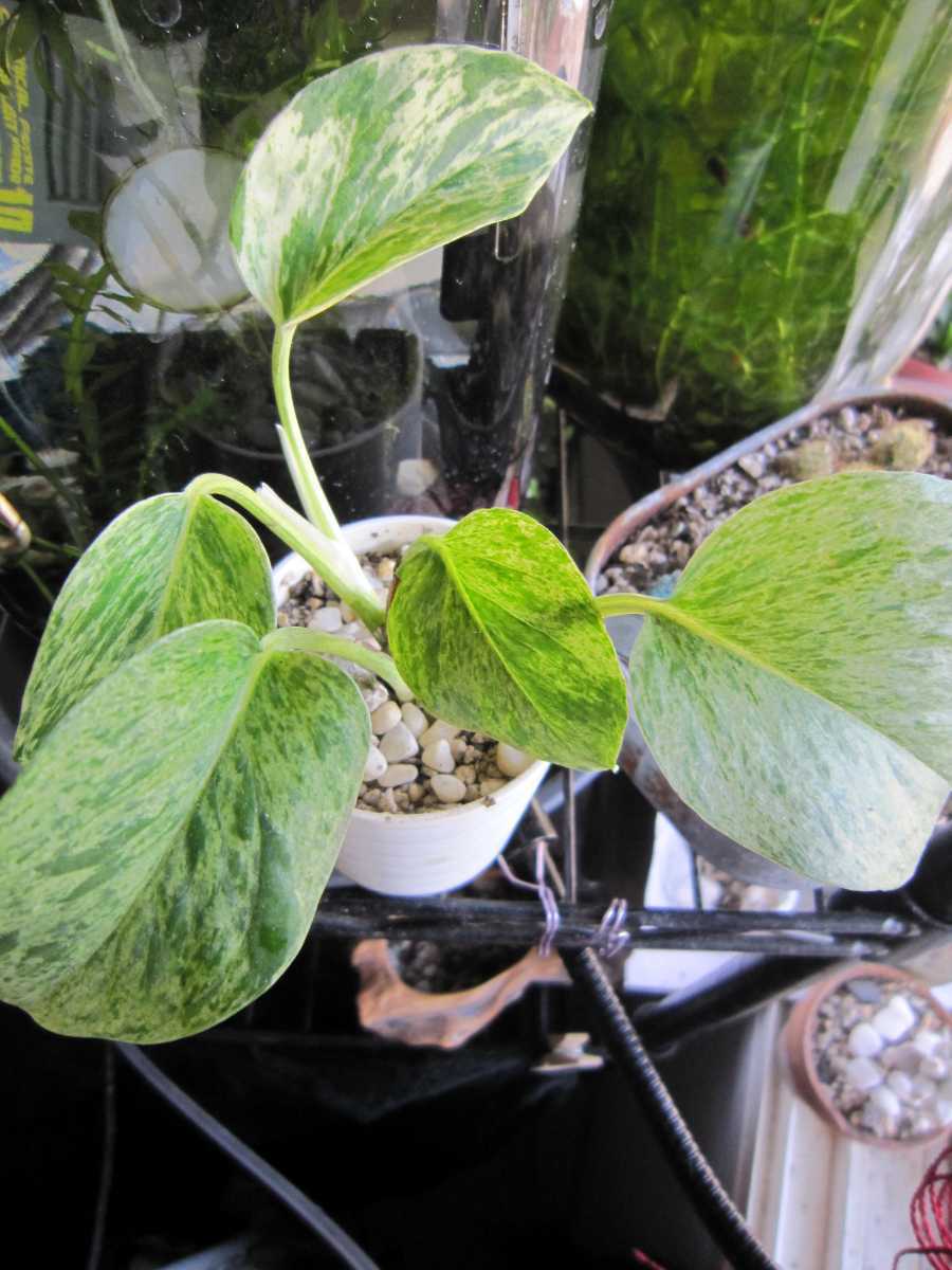  marble Queen .... yellow green air cleaning 