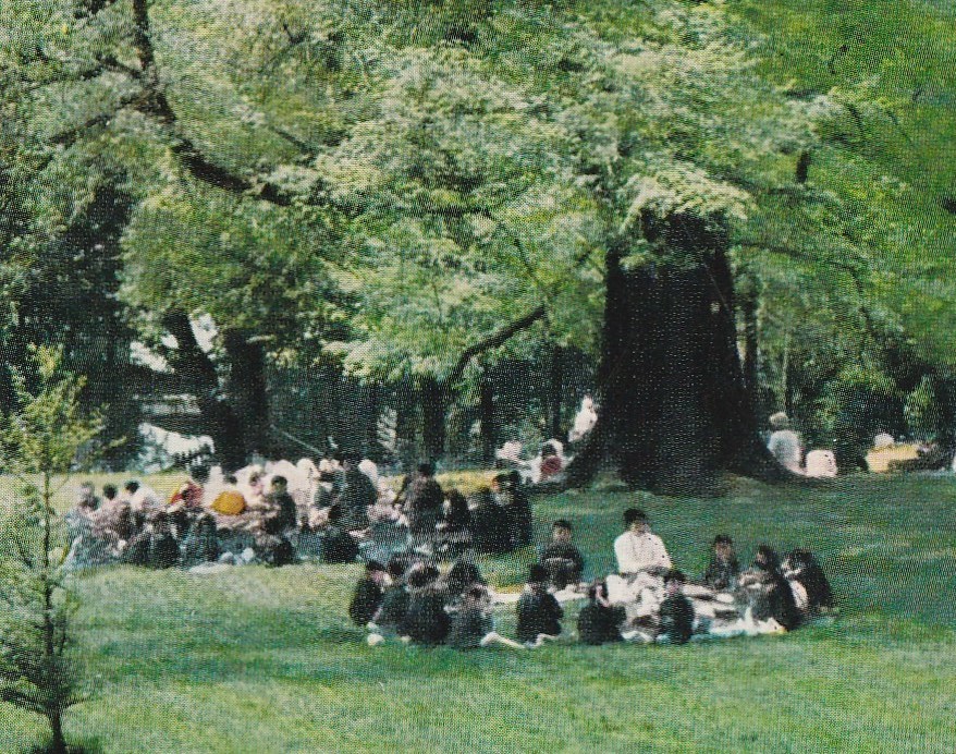 ☆◎札幌◎北海道大学【植物園】絵葉書◇北海道◇ 街並◇_画像3