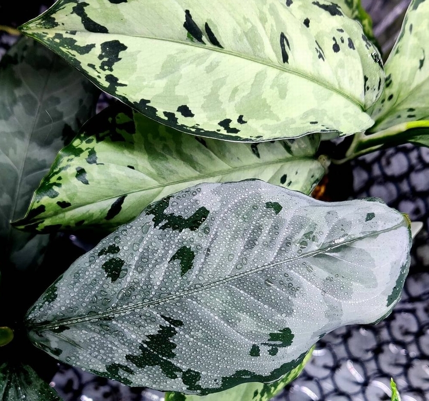 Aglaonema nebulosum ”銀葉三色” アグラオネマ ネブローサム www.1450.com