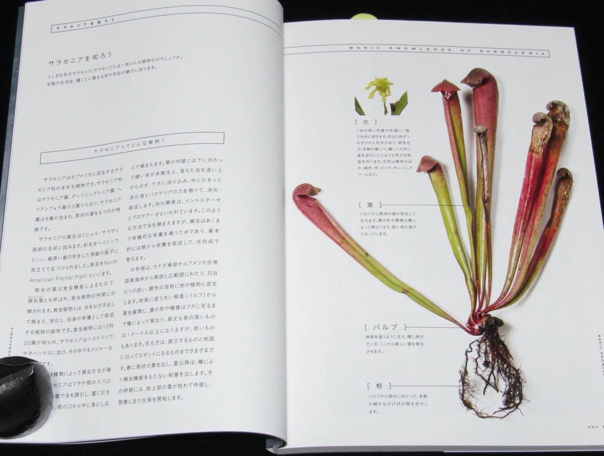 食虫植物 サラセニア・アレンジブック　彩りあふれる個性派植物完全ガイド_画像5