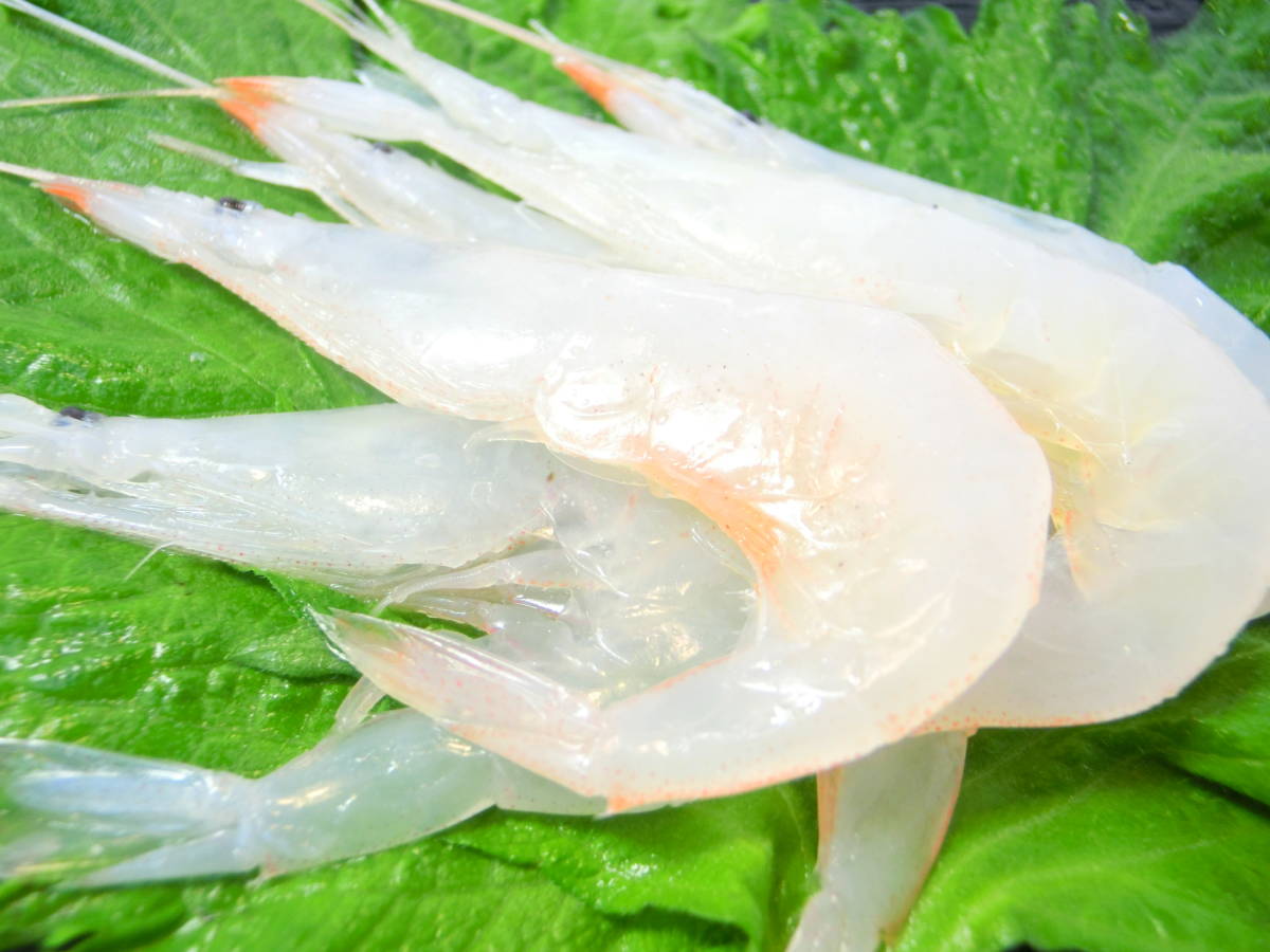 富山湾の宝石 白エビ 1P500入り 味は濃厚で甘みとコクのある極上の白エビです。_白エビの甘さを存分にお楽しみ頂けます。