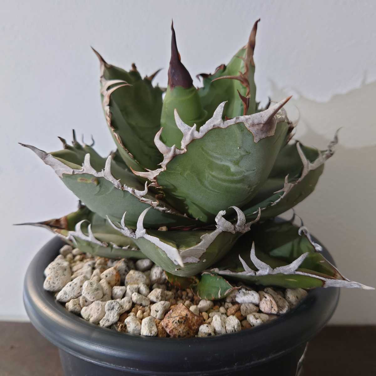 トレフォイル アガベ agave subsimplex 台湾輸入株 チタノタ 覆輪錦