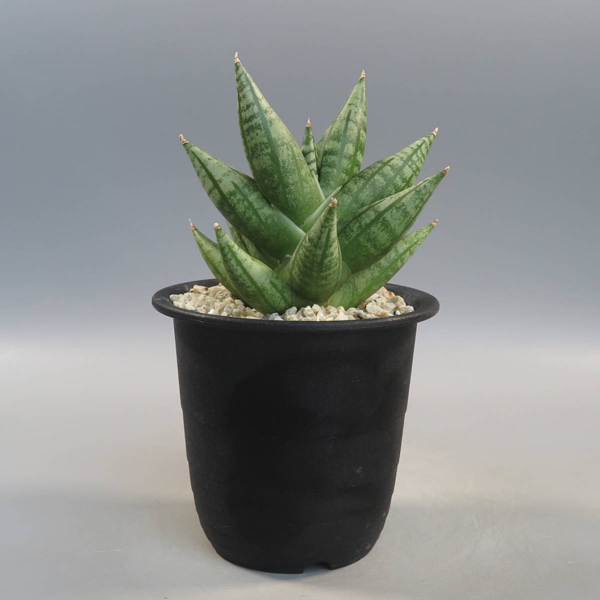 Yahoo!オークション   サンセベリア  Sansevieria Ming man