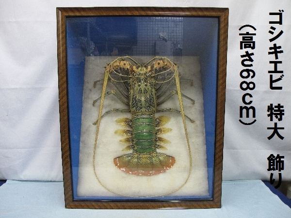 100%本物保証! 大サイズ 本物 新商品! 送料込み! 特殊カラー