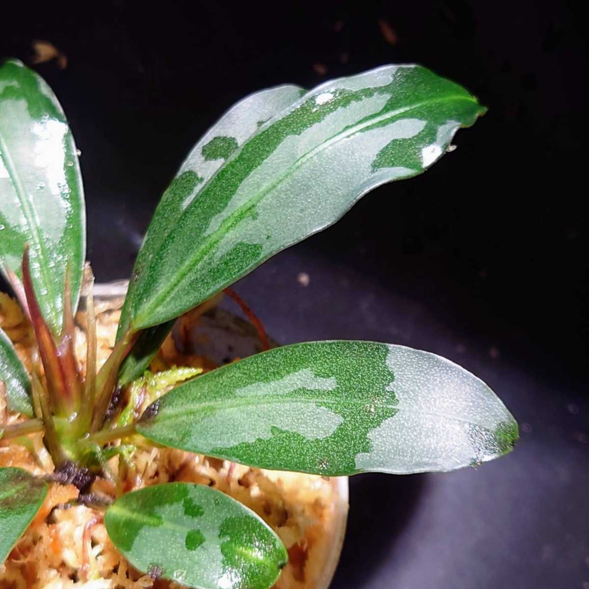 Bucephalandra sp.Perlgray【TB便】(ブセファランドラ パールグレイ