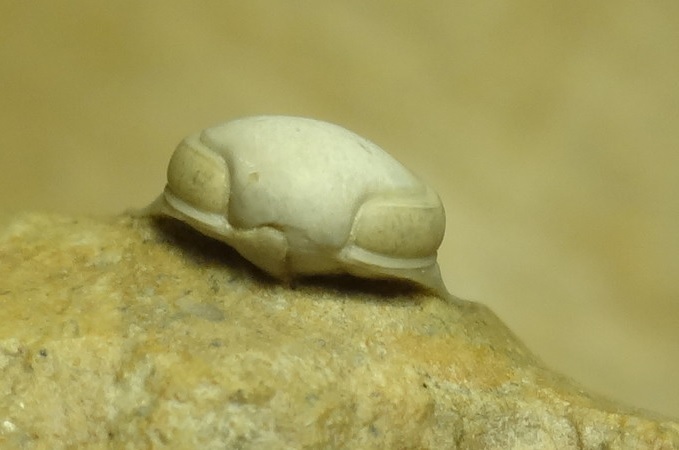 ロシアの小さい三葉虫（１）_画像7
