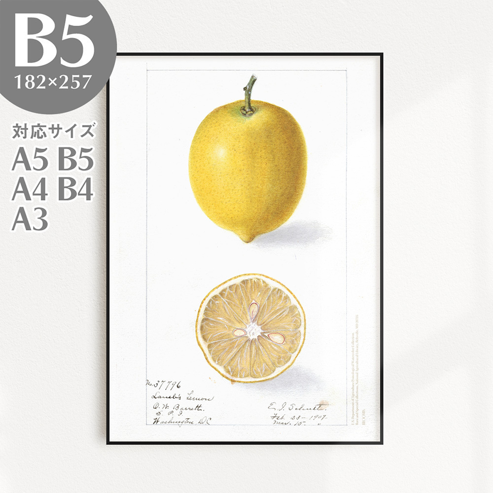 BROOMIN アートポスター フルーツ 檸檬 レモン イエロー 黄色 果物 ヴィンテージ B5 182×257mm AP017_画像1