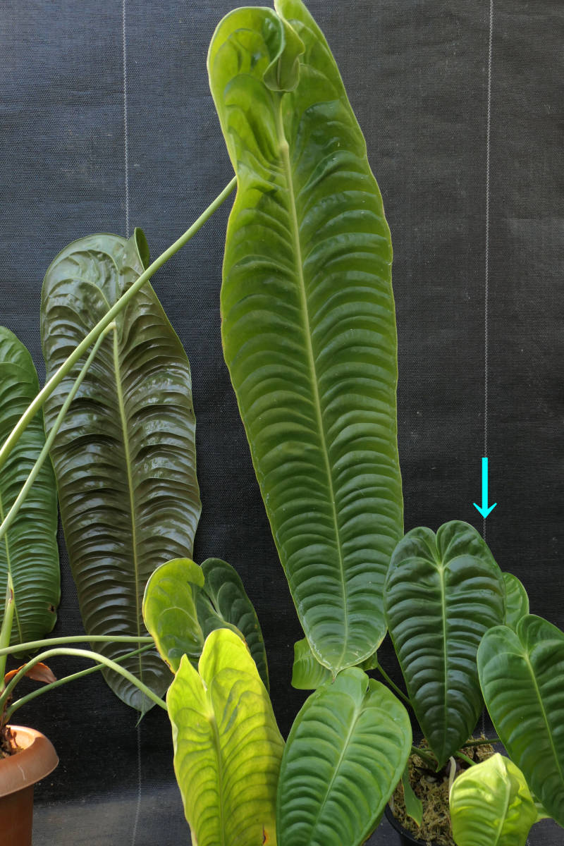 アンスリウム ベイチー Anthurium veitchii-