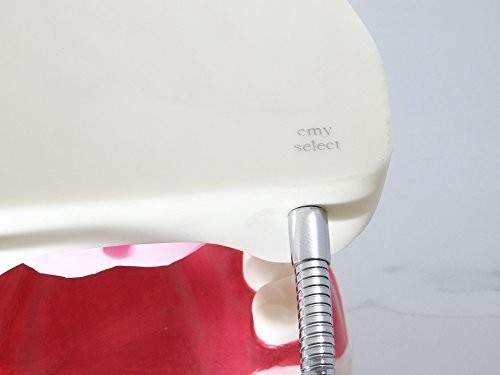 歯列模型 歯の模型 歯 歯磨き指導 模型 おもちゃ 歯模型 大型 無段階 開閉式 歯ブラシセット cmyselect_画像5