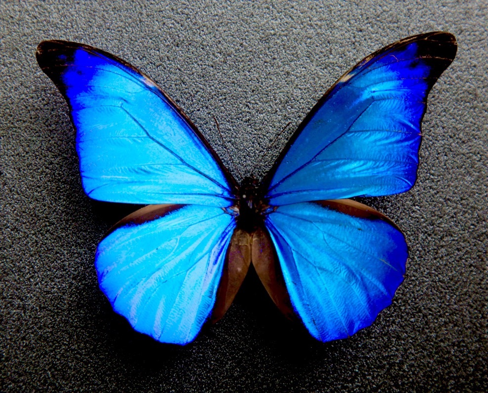 蝶 ブラジル 標本
