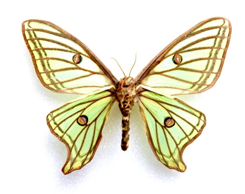 外国産蛾標本 イザベラミズアオ ペア スペイン産 昆虫標本 ヤママユ 蝶 