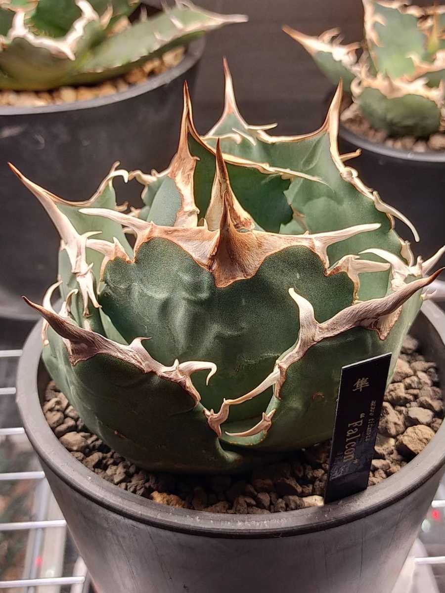 皇帝 アガベ チタノタ | amaxonia.com.br