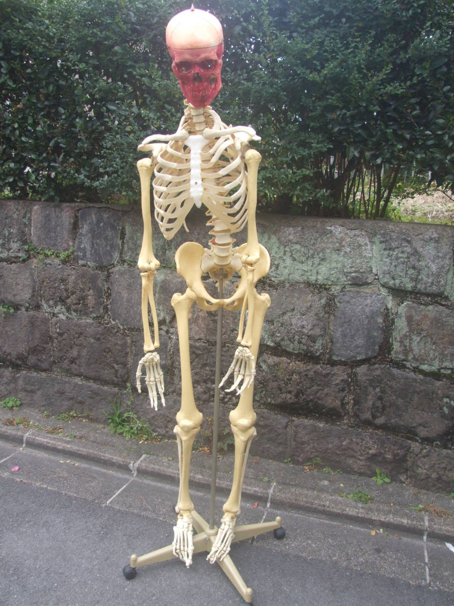 等身大骨格模型キャスター付き骨格模型人体模型台付き約 骨格約