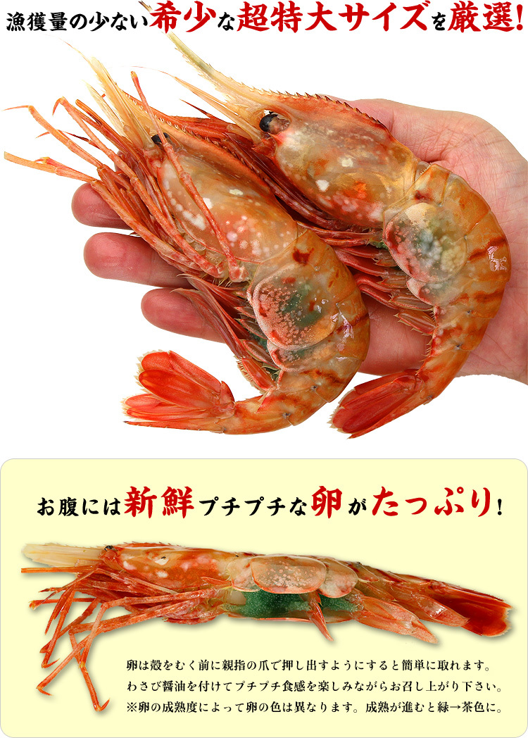 .. проходить ... толщина . креветка тест .. высота свежесть. доказательство![.. море .][.....][....][ креветка Botan shrimp ][ sashimi ]