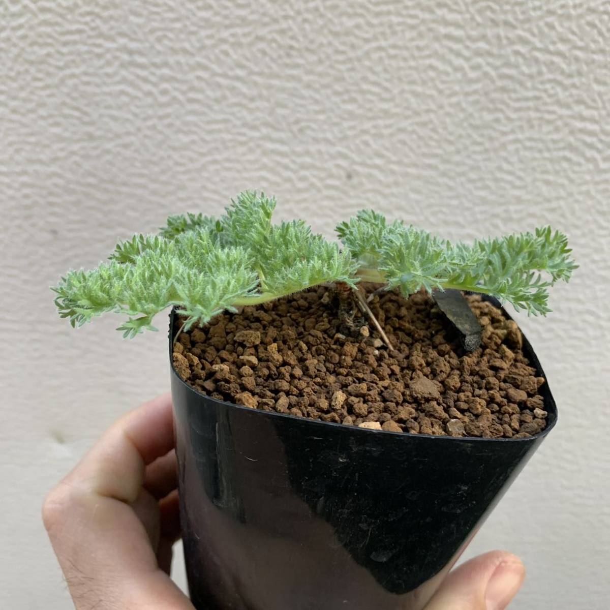 Pelargonium triste ペラルゴニウム トリステ 実生双頭 6株 植物/観葉