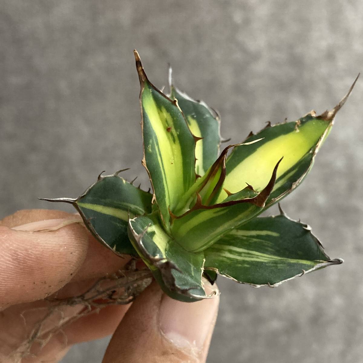 驚きの価格 アガベ 多肉植物 多肉植物 アガベ ホリダ錦 ホリダ錦 黄中