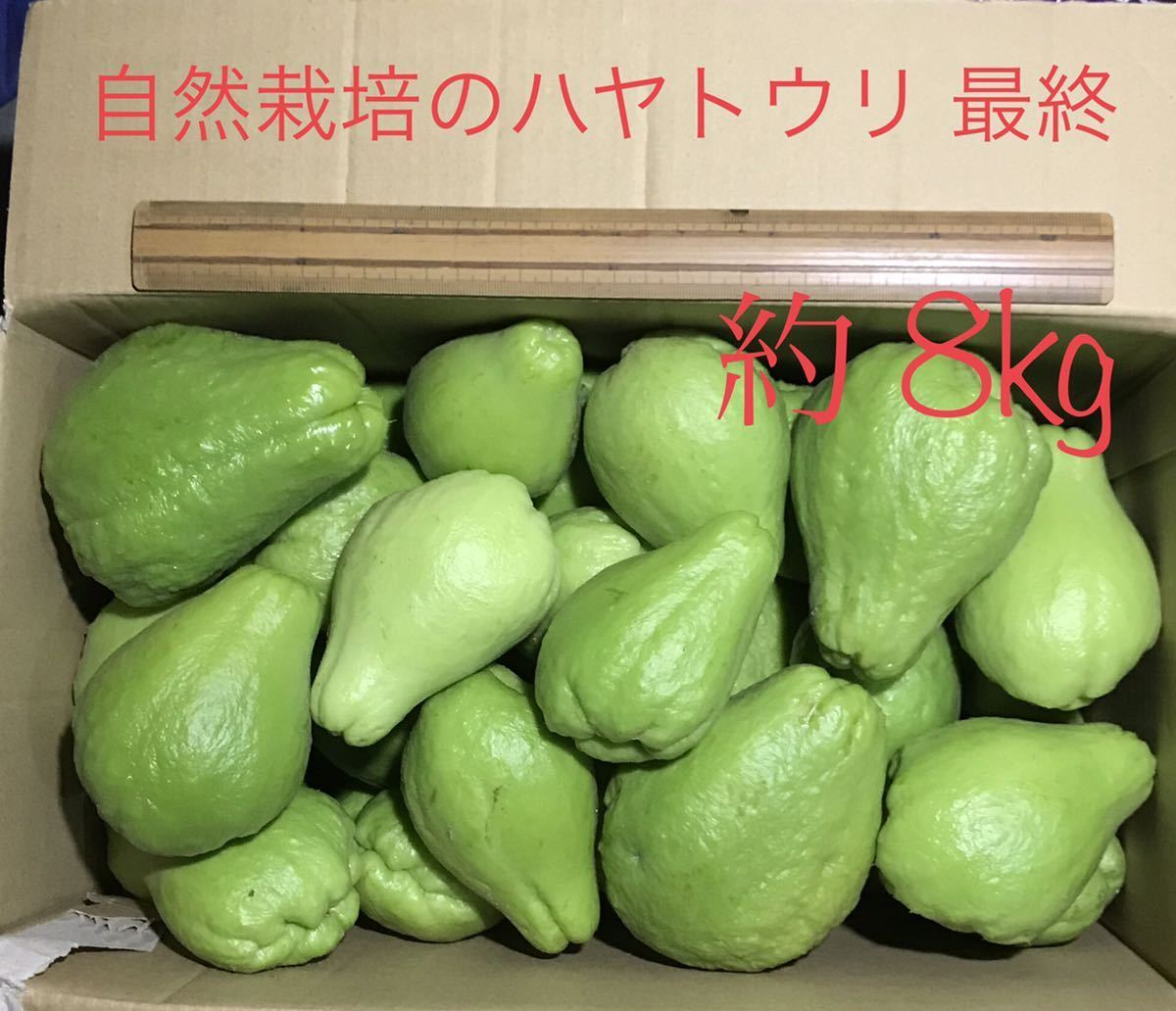 自然栽培のハヤトウリ 約8kg 無農薬栽培