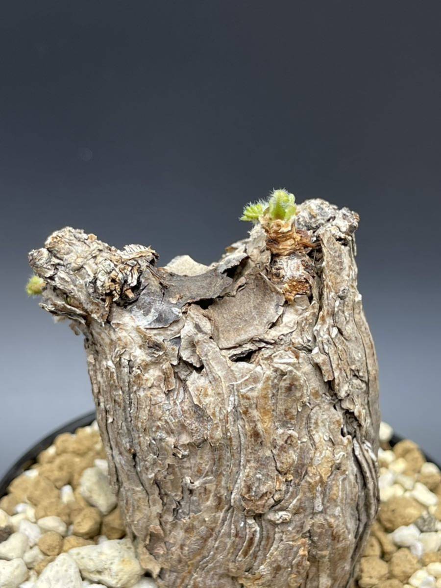 ペラルゴニウム トリステ Pelargonium triste ② 現地球 輸入株 発根 