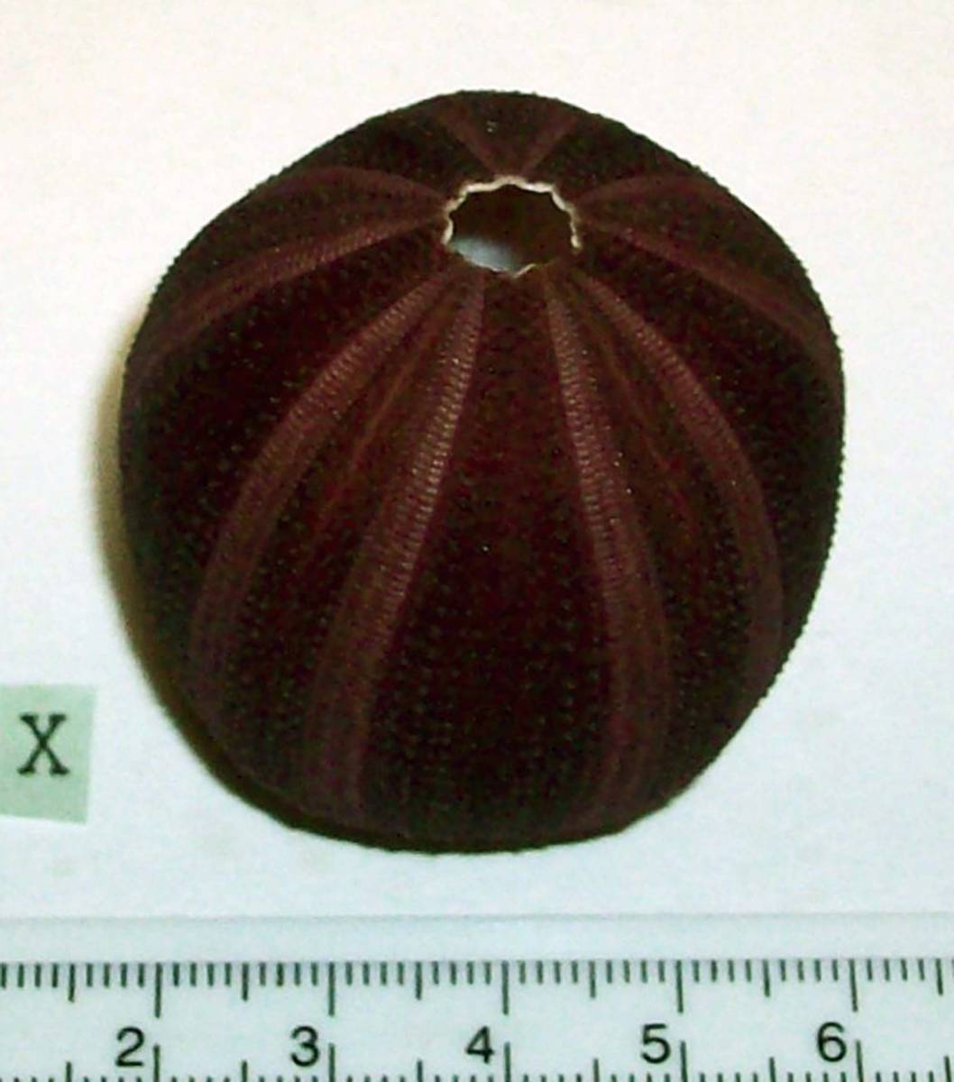 ☆☆☆ X ウニの殻 ウニ殻 高さ4.5cm位 オーストラリア 検 インテリア 骨格標本 カシパン 貝殻 貝_画像1