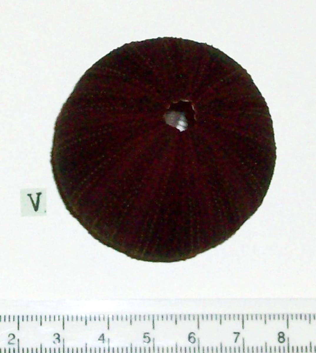 ☆☆☆ V ウニの殻 ウニ殻 高さ5cm位 オーストラリア 検 インテリア 骨格標本 カシパン 貝殻 貝_画像4