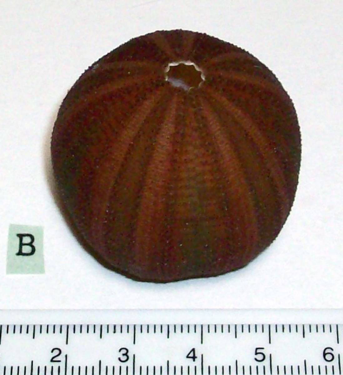 ☆☆☆ B ウニの殻 ウニ殻 高さ3.6cm位 オーストラリア 検 インテリア 骨格標本 カシパン 貝殻 貝_画像3