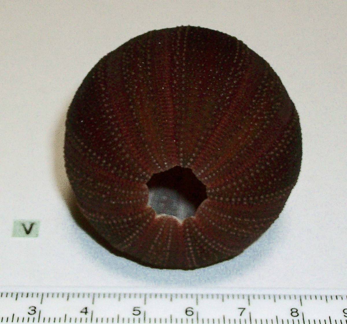 ☆☆☆ V ウニの殻 ウニ殻 高さ5cm位 オーストラリア 検 インテリア 骨格標本 カシパン 貝殻 貝_画像5