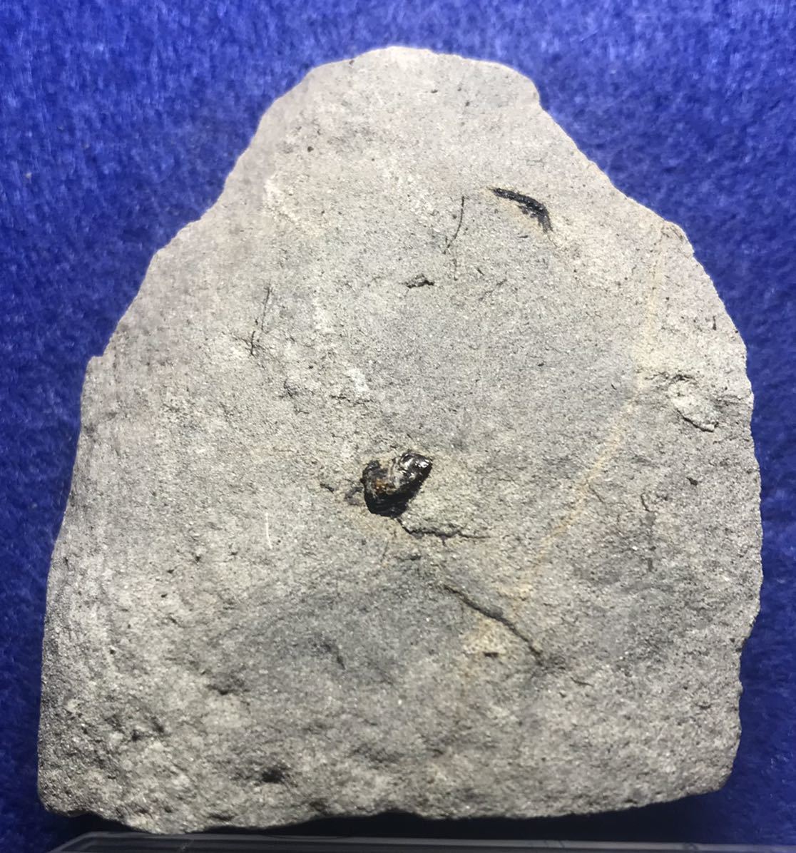 国内産鉱物 琥珀 化石 コハク アンバー 宝石 セット 白亜紀 原石 国産 