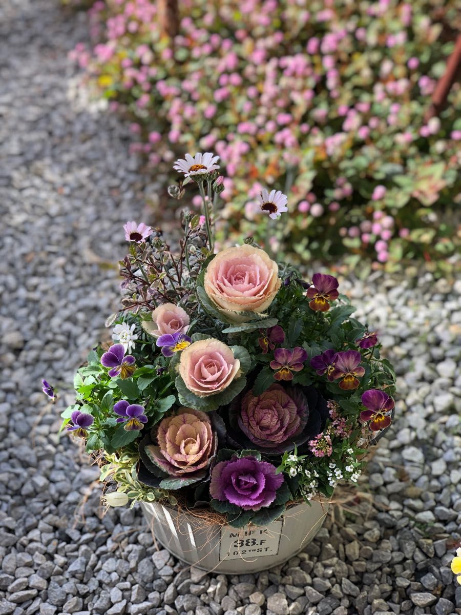 sweetbasket 季節のお花と葉牡丹寄せ植え ブリキプランター寄せ sweetbasket 季節のお花と葉牡丹寄せ植え ブリキプランター寄せ