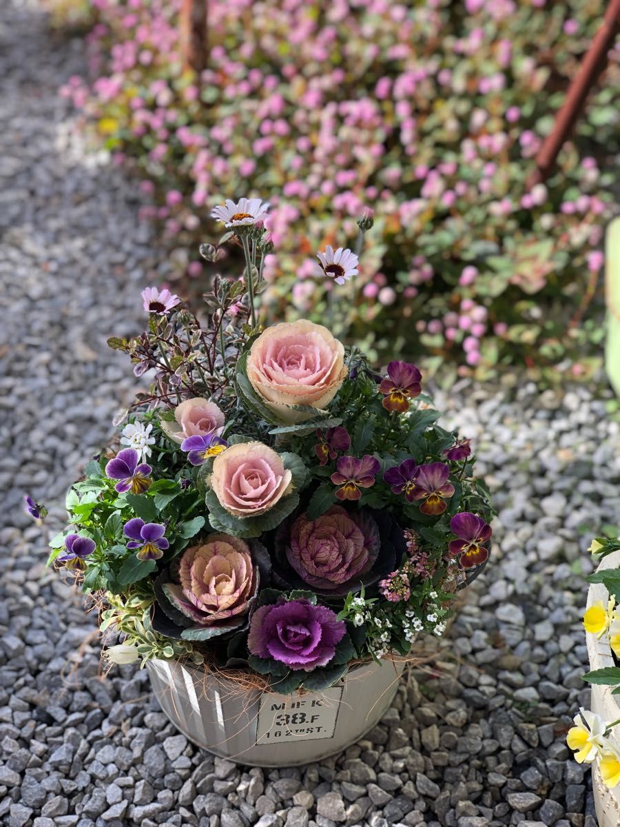sweetbasket 季節のお花と葉牡丹寄せ植え ブリキプランター寄せ sweetbasket 季節のお花と葉牡丹寄せ植え ブリキプランター寄せ