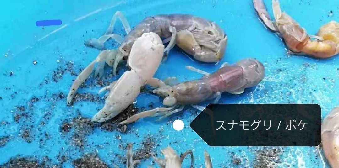 ヤビーポンプ 穴ジャコ カメジャコ スナモグリ 釣餌 潮干狩 ヤビーポンプ 穴ジャコ カメジャコ スナモグリ 釣餌 潮干狩