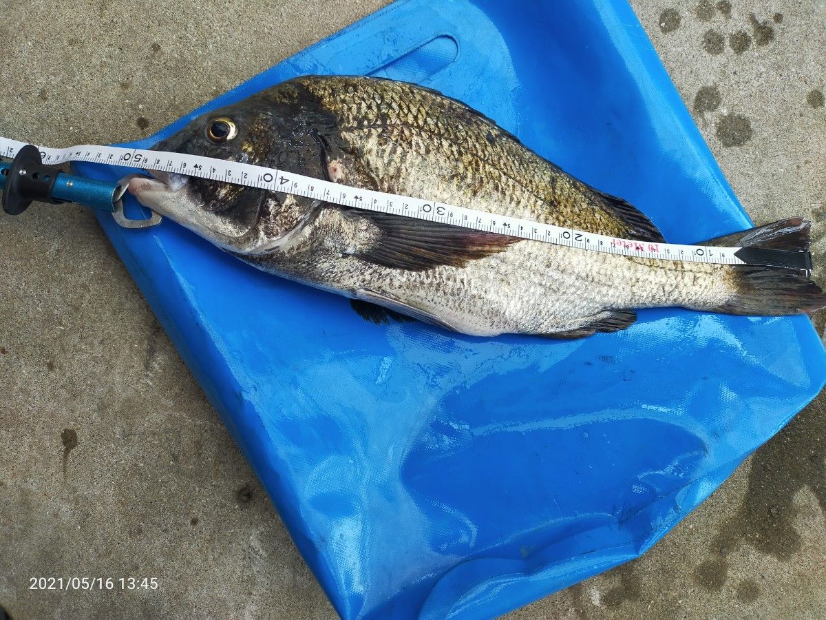 ヤビーポンプ 穴ジャコ カメジャコ スナモグリ 釣餌 潮干狩 ヤビーポンプ 穴ジャコ カメジャコ スナモグリ 釣餌 潮干狩