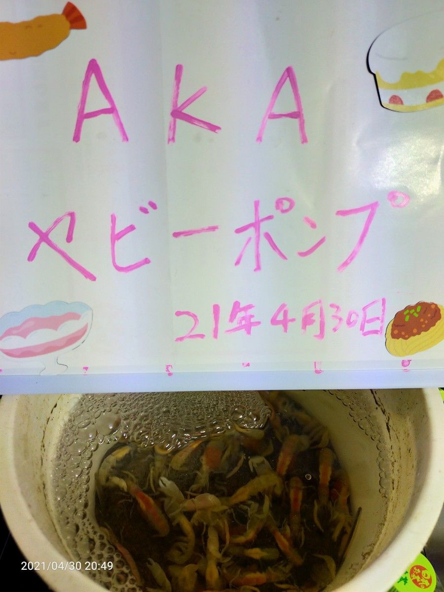 ヤビーポンプ 穴ジャコ カメジャコ スナモグリ 釣餌 潮干狩 ヤビーポンプ 穴ジャコ カメジャコ スナモグリ 釣餌 潮干狩