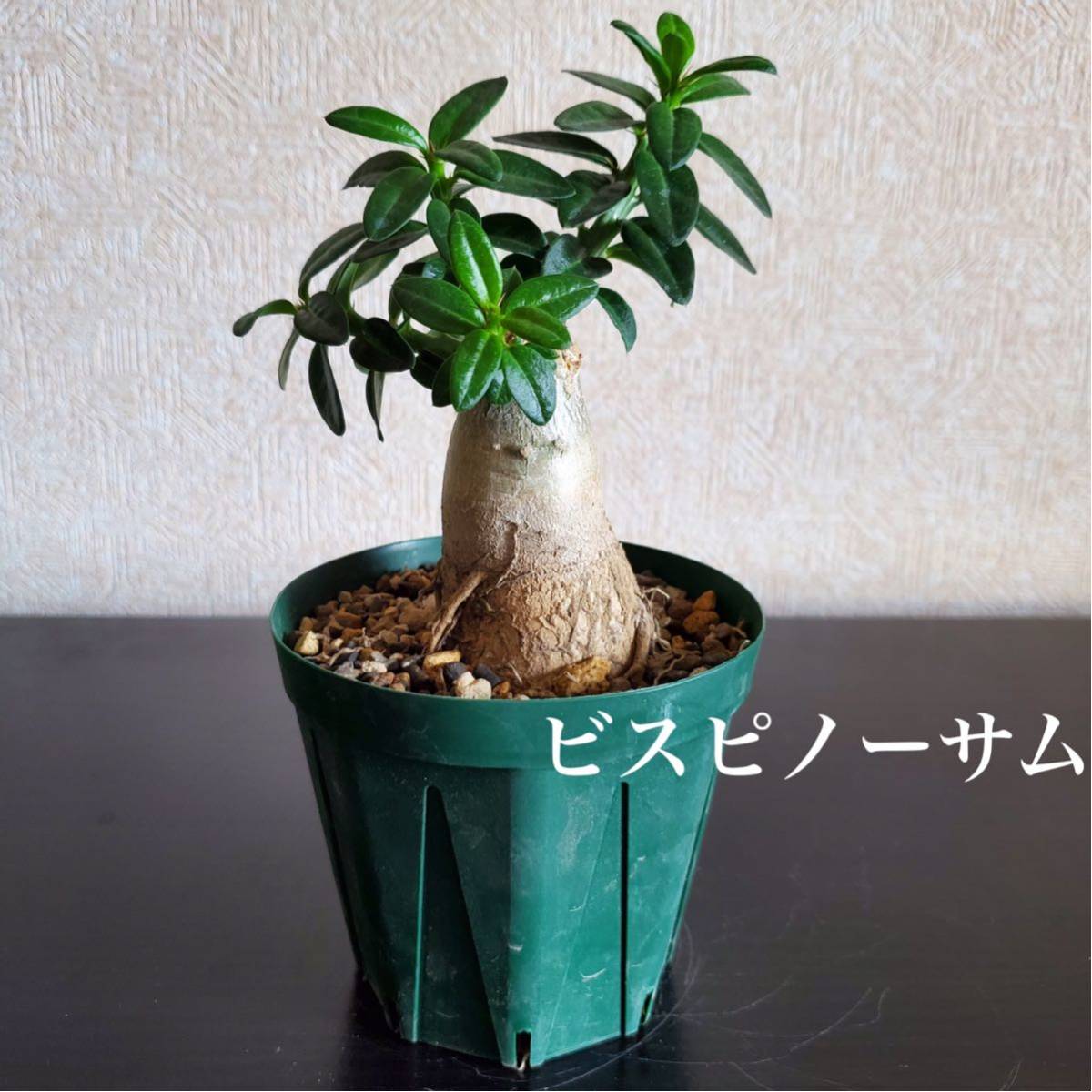受賞店 パキポディウム ナマクアナム コーデックス 塊根植物 ...