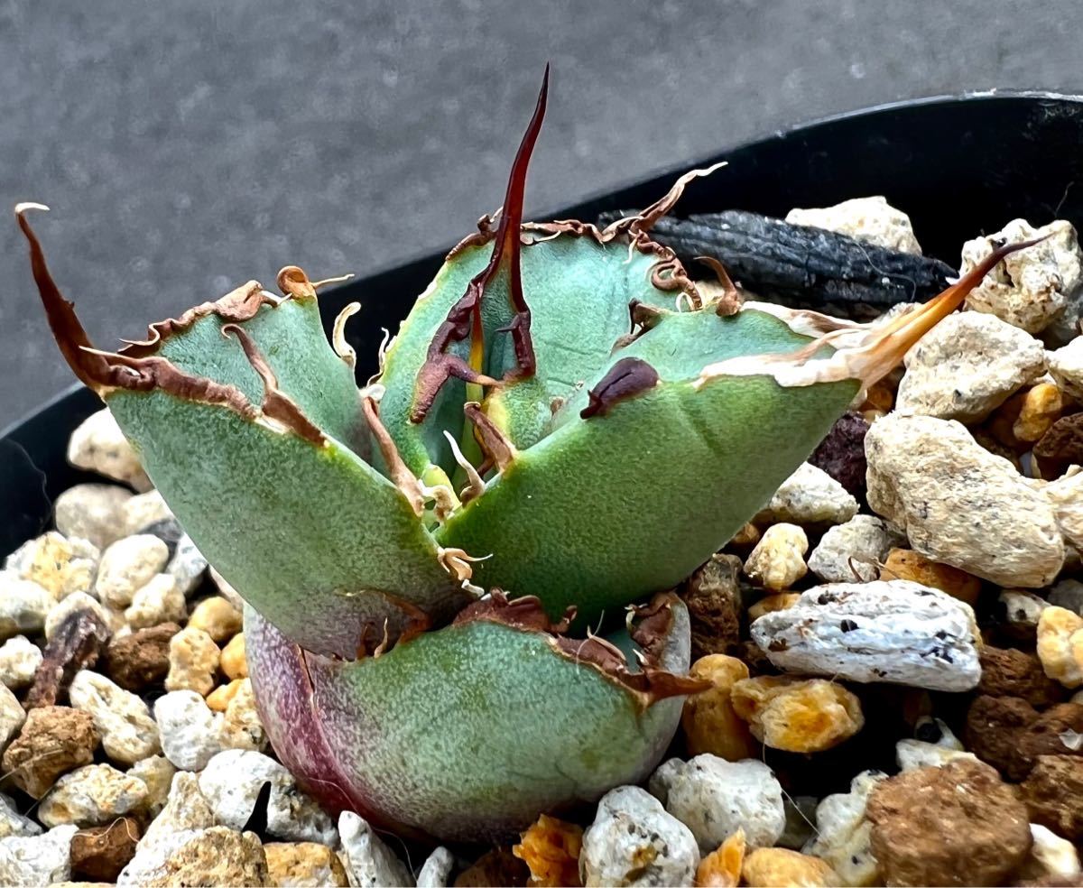 Yahoo!オークション - アガベ チタノタ 多肉植物Mesmerizing Yahoo!オークション - アガベ チタノタ 多肉植物Mesmerizing